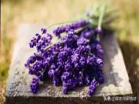 上海安栗兵餐饮管理有限公司